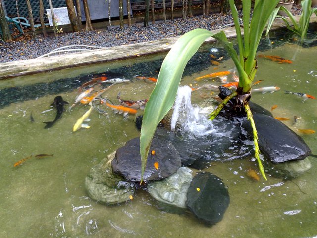 koi-pond-maintenance