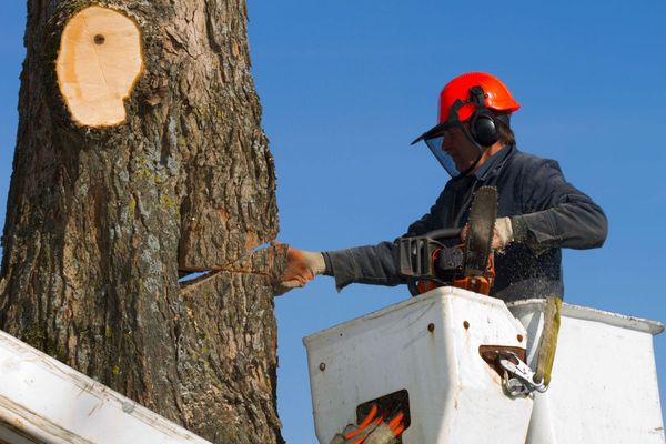 plano-tree-service-and-removal